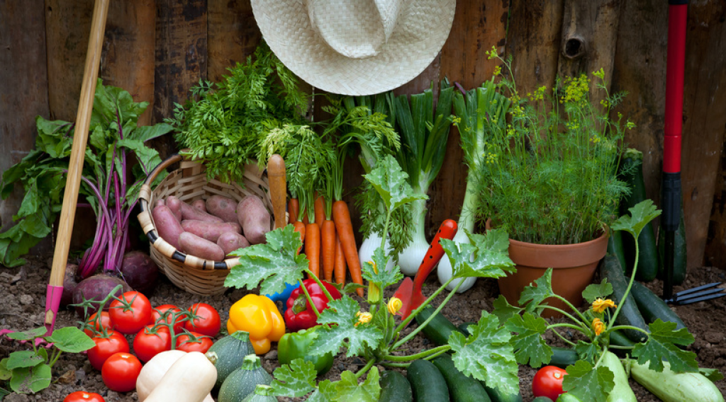 récolte de légumes