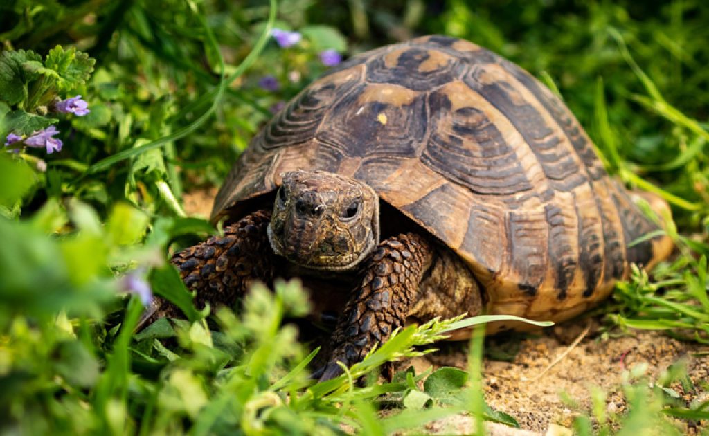 tortue terrestre dans son jardin